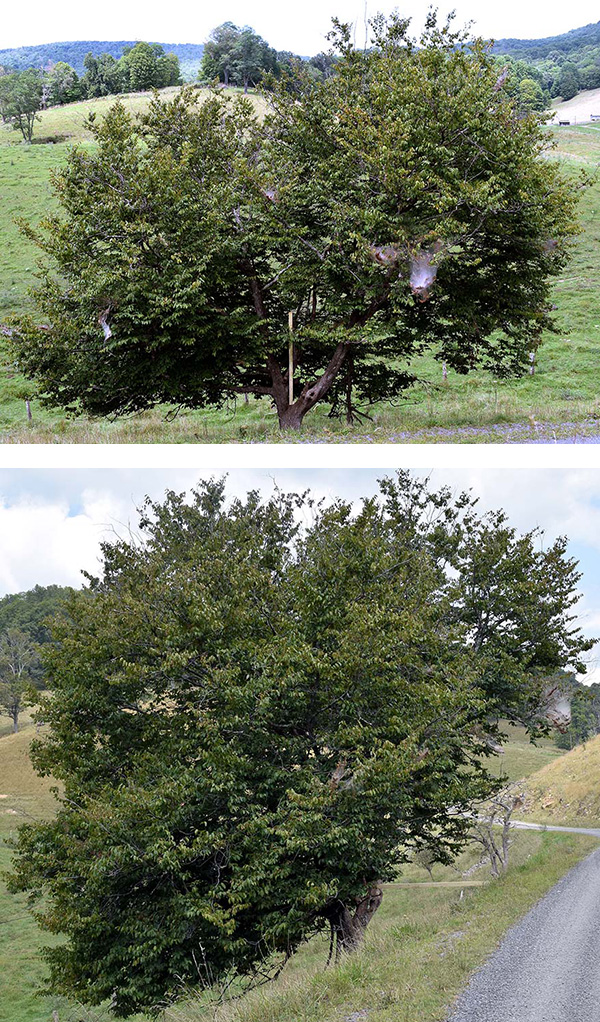 Picture of a large tree.