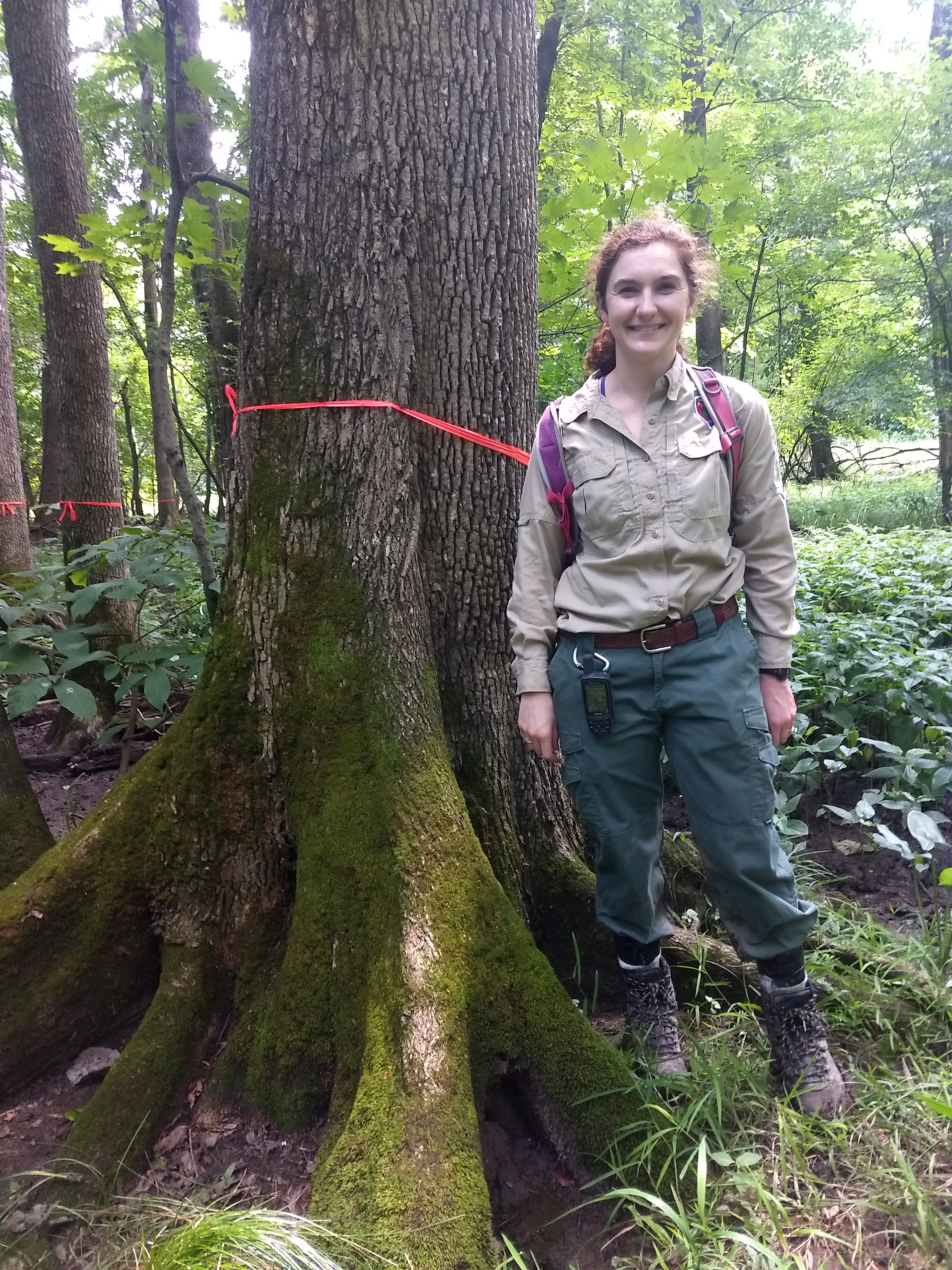 Picture of a large tree.