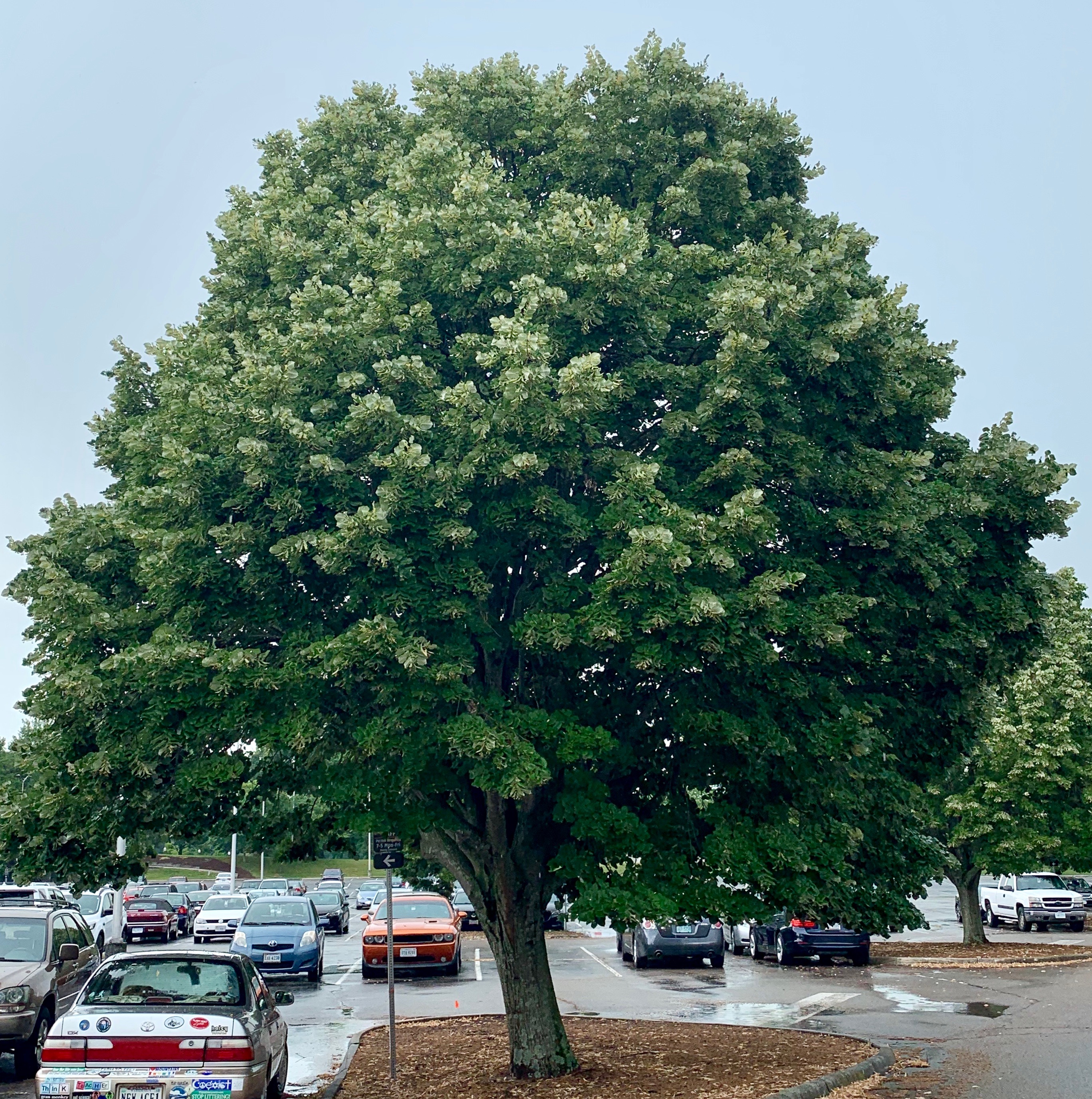 Picture of a large tree.