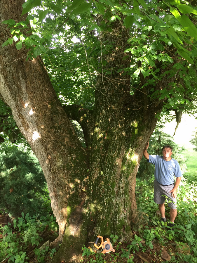 Picture of a large tree.