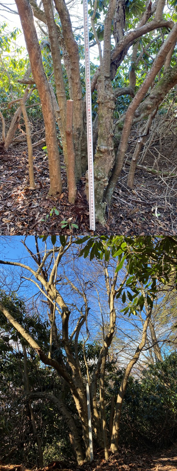 Picture of a large tree.