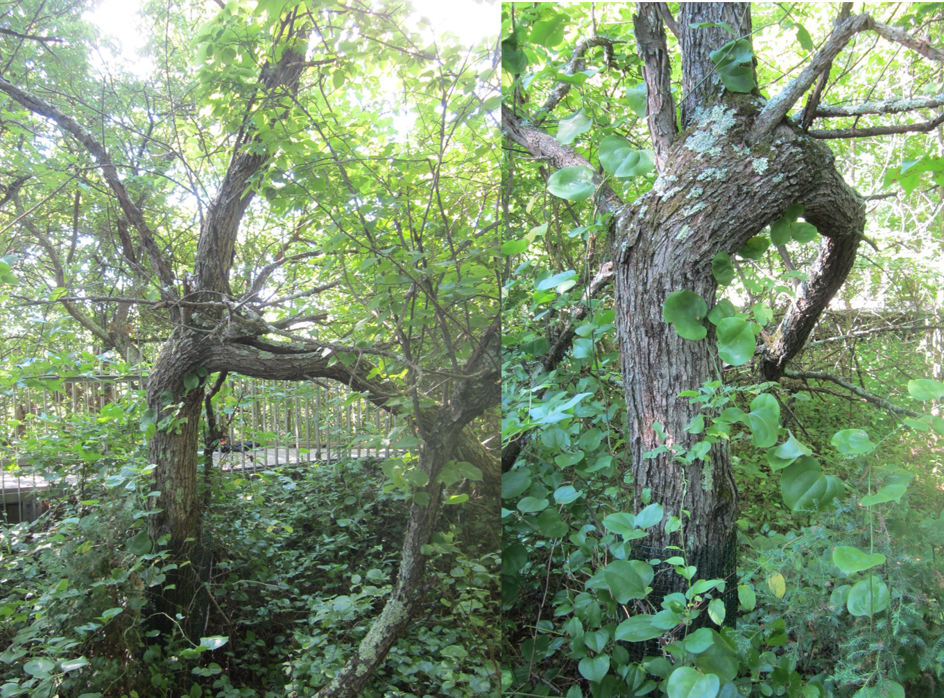 Picture of a large tree.