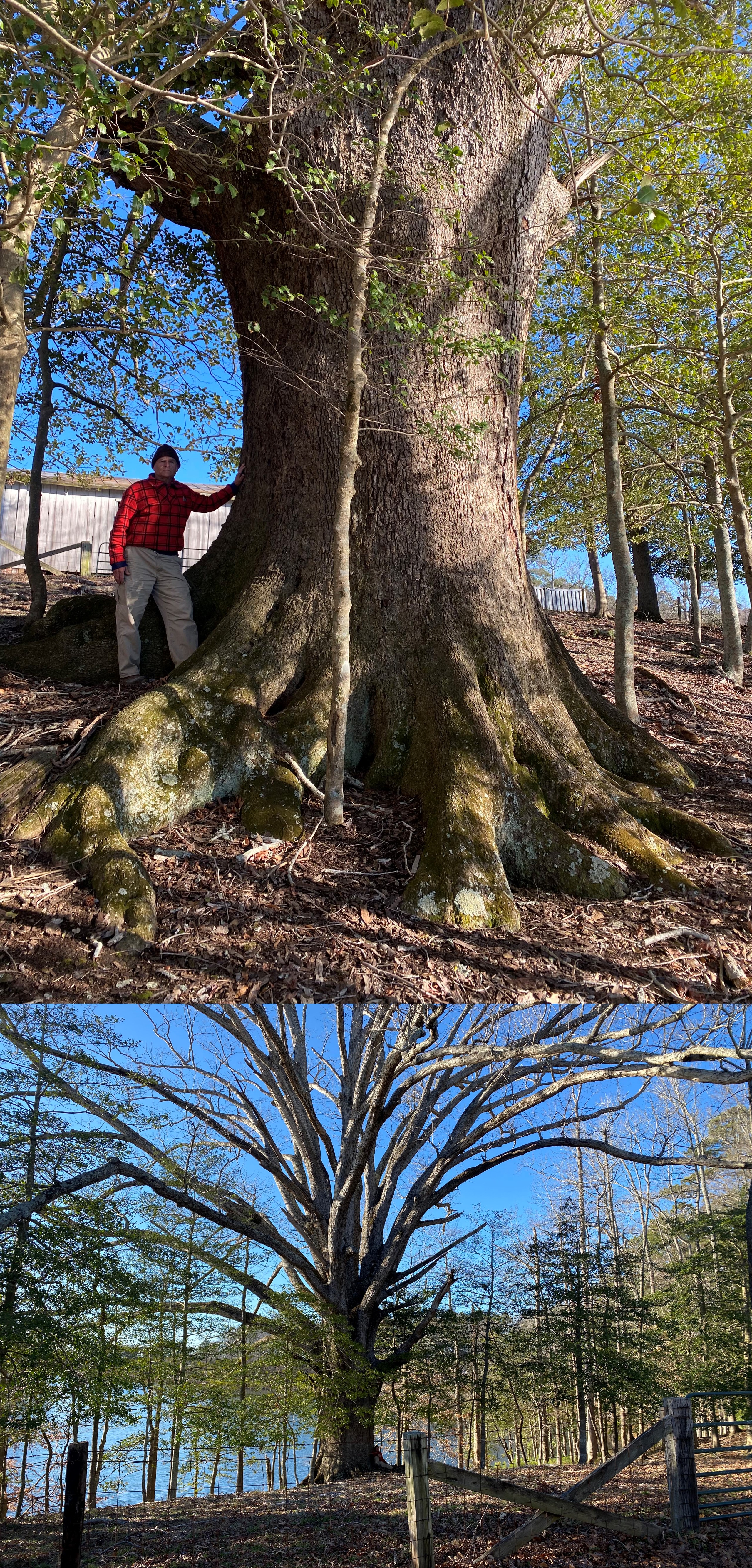 Picture of a large tree.