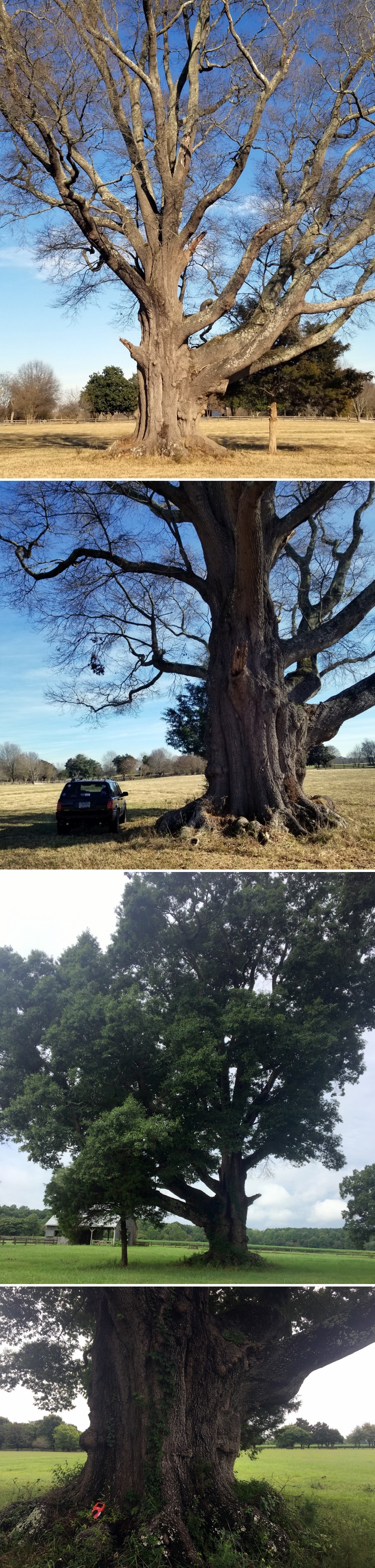 Tree Information- VA Big Trees