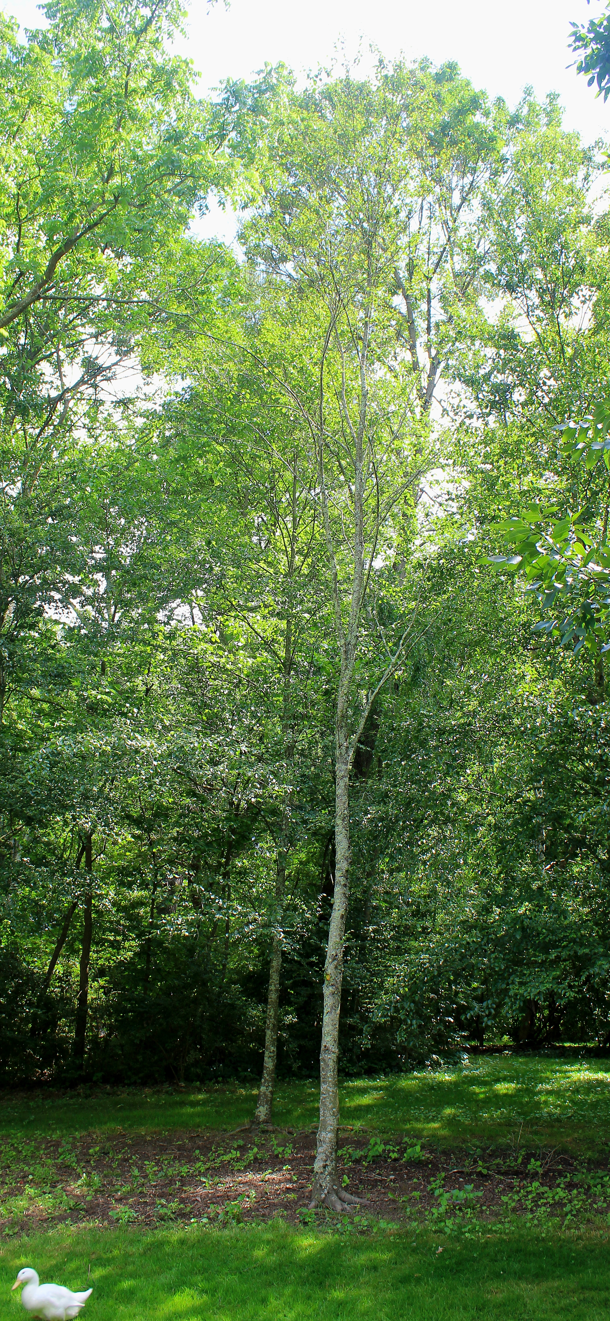 Picture of a large tree.