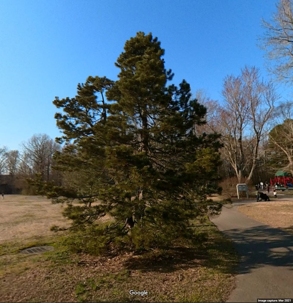 Picture of a large tree.
